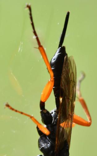 Réf. 269 121 : Pimpla rufipes
